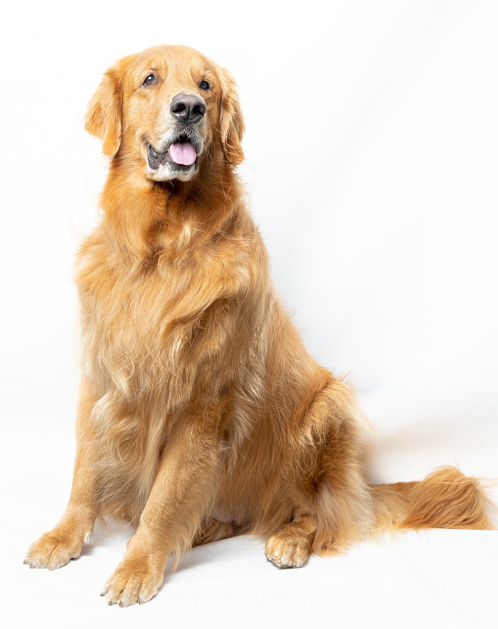 golden retriever, dog, pet